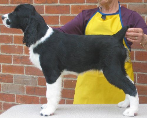 English Springer Spaniel image: Karmadi's Too Goode To Be Sirius 'Susie Q'