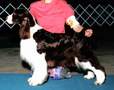 English Springer Spaniel image: Ch Tasmara's I Love Lucy
