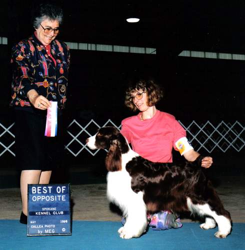 English Springer Spaniel image: Ch Tasmara's I Love Lucy, owned by Cathy Barlow 