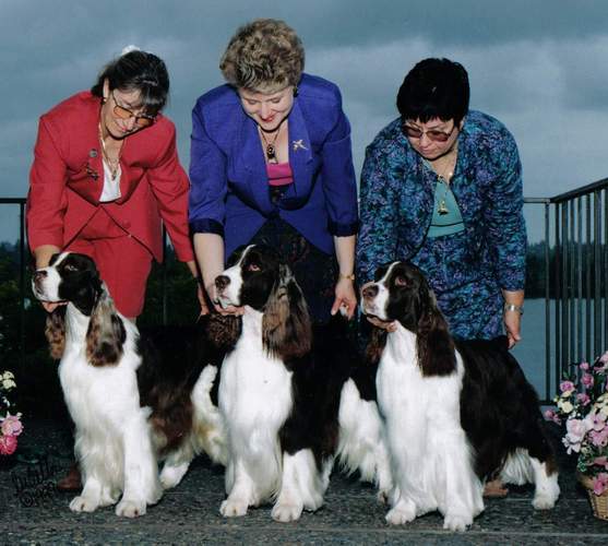 English Springer Spaniels