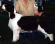 English Springer Spaniel image:  Can Ch Regency's Cause For Applause