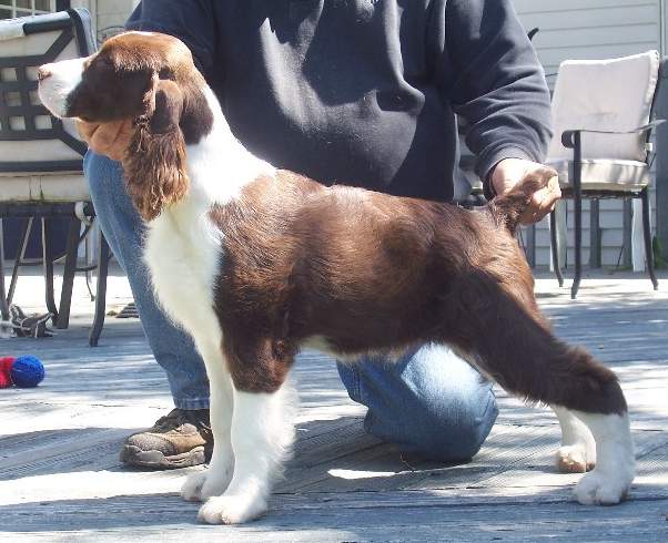 English Springer Spaniel image: Teegan at 4.5 months