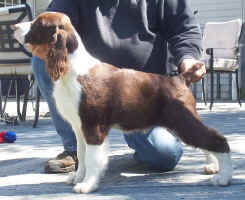 English Springer Spaniel image: Teegan at 4.5 months