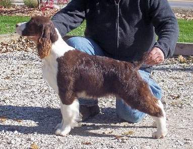 English Springer Spaniel image: Teegan 