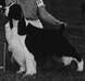 English Springer Spaniel image:  Ch Telltale Author
