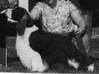 English Springer Spaniel image:  Ch Telltale Royal Stuart
