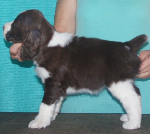 Peyton