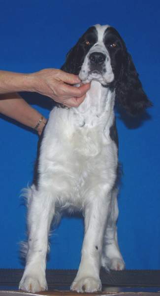 English Springer Spaniel image: Barcath N Karmadi's Token'