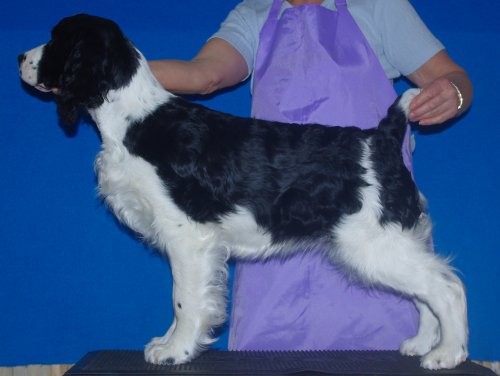 English Springer Spaniel image: Barcath N Karmadi's Token'