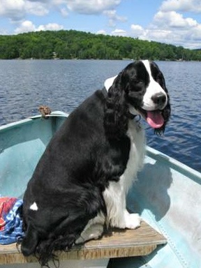 English Springer Spaniel image: Karmadi's Working For A Living 'Trevor'