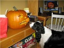 Trevor at Halloween