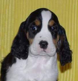 Black & white tri coloured English Springer Spaniel