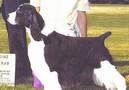 English Springer Spaniel image: Ch Vistah's Jovan Musk