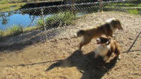 Zoe and collie friend